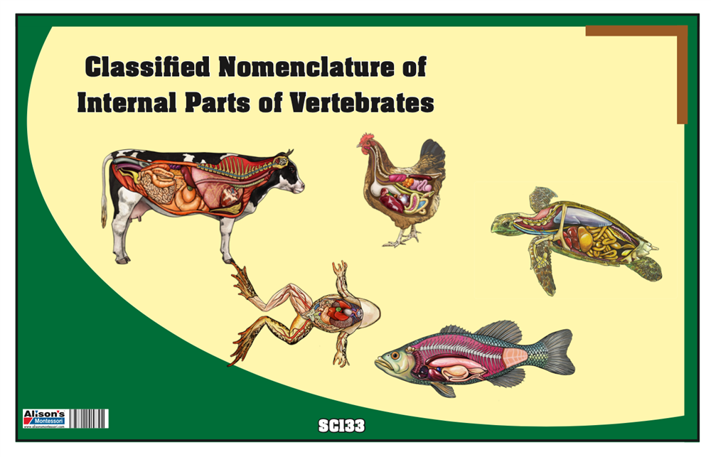 Classified Nomenclature Cards of Internal Parts of Vertebrates (Printed)