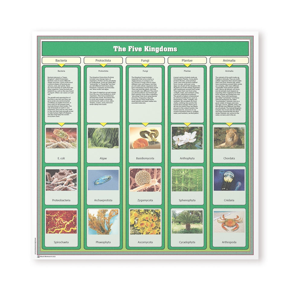 The Five Kingdoms Chart w/ Cards