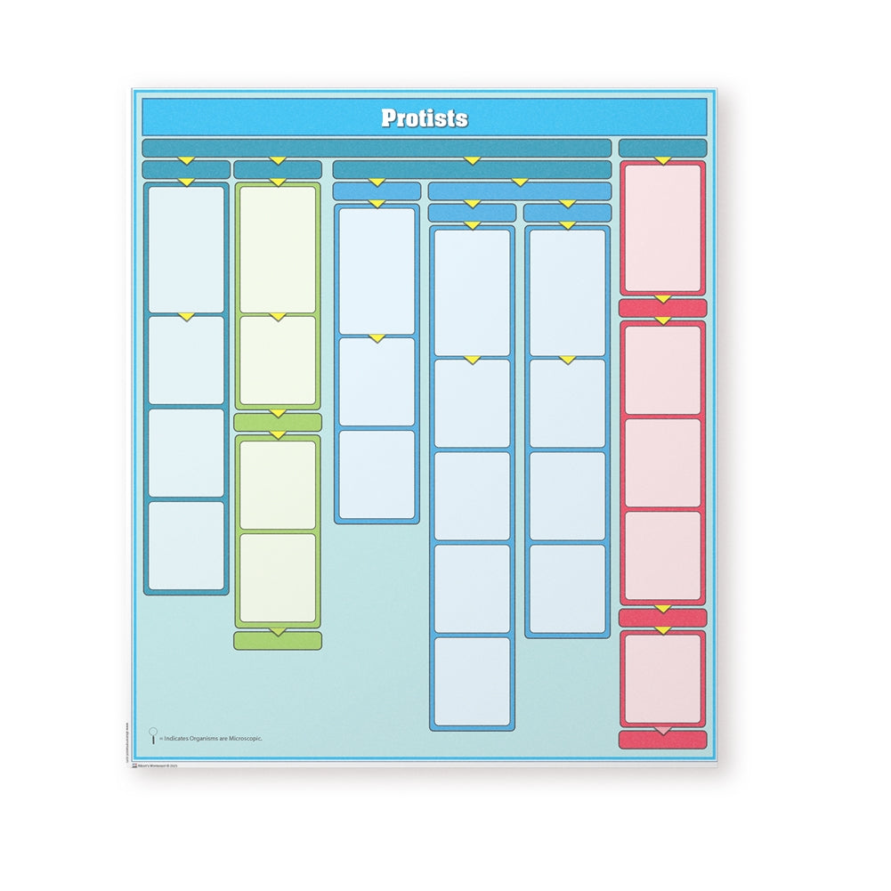 Protists Kingdom Chart w/ Cards