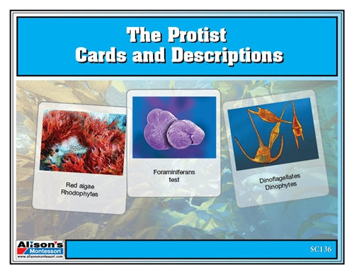 Protists Kingdom Chart w/ Cards