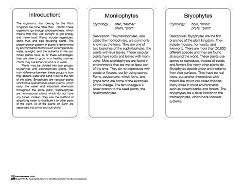 Plant Kingdom Chart w/ Cards