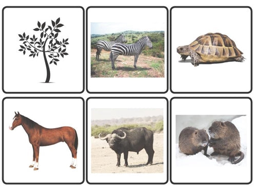 Animal Classification Cards - Eating Habits (Printed)