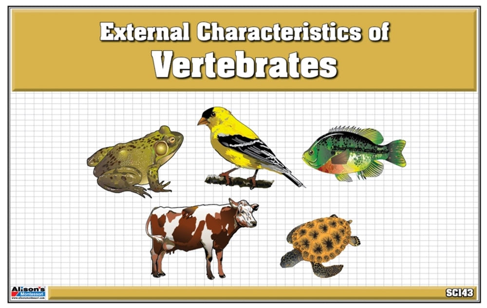 Classified Nomenclature Cards of External Parts of Vertebrates (Printed)