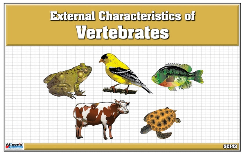 Classified Nomenclature Cards of External Parts of Vertebrates (Printed)