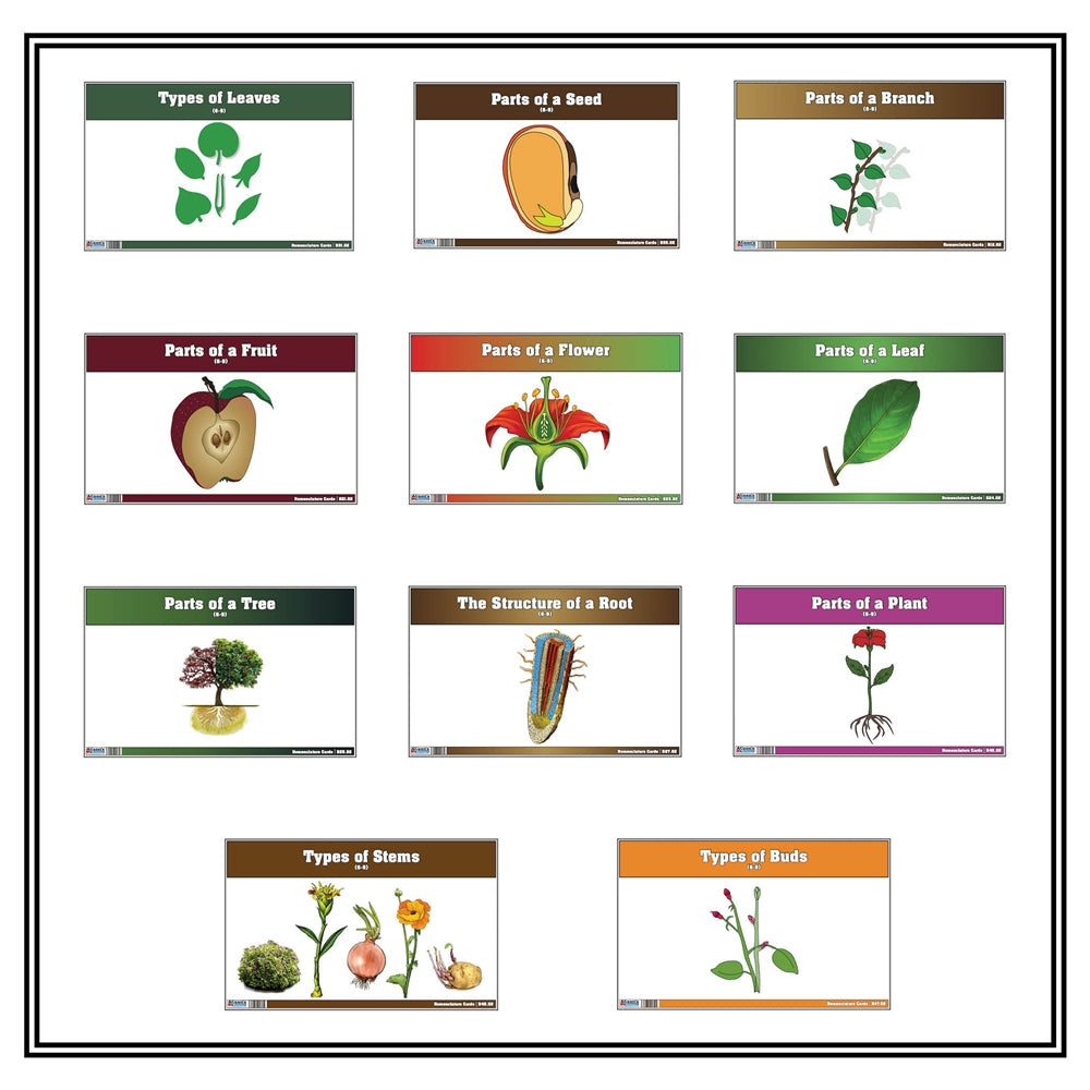 Lower Elementary Classified Botany Nomenclature Cards (Printed)