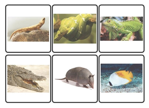 Animal Classification Cards - Skin Covering (Printed)