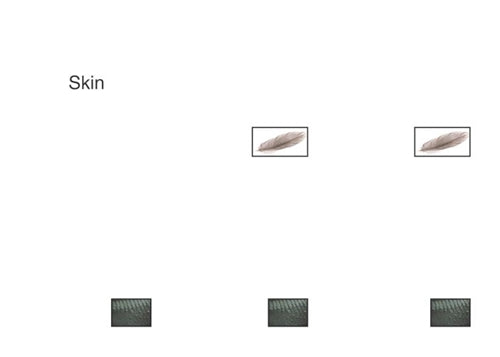 Animal Classification Cards - Skin Covering (Printed)