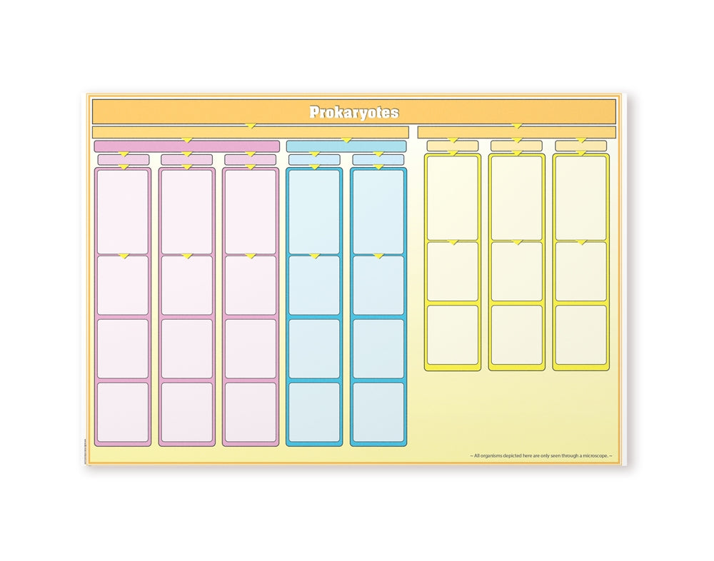 Prokaryotes Chart w/ Cards
