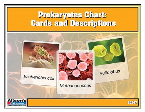 Prokaryotes Chart w/ Cards
