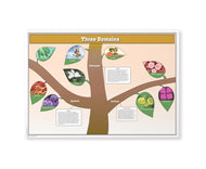 The Three Domains Chart