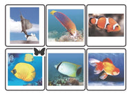 Animal Classification Cards - Class (Printed)