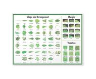 Leaf Chart