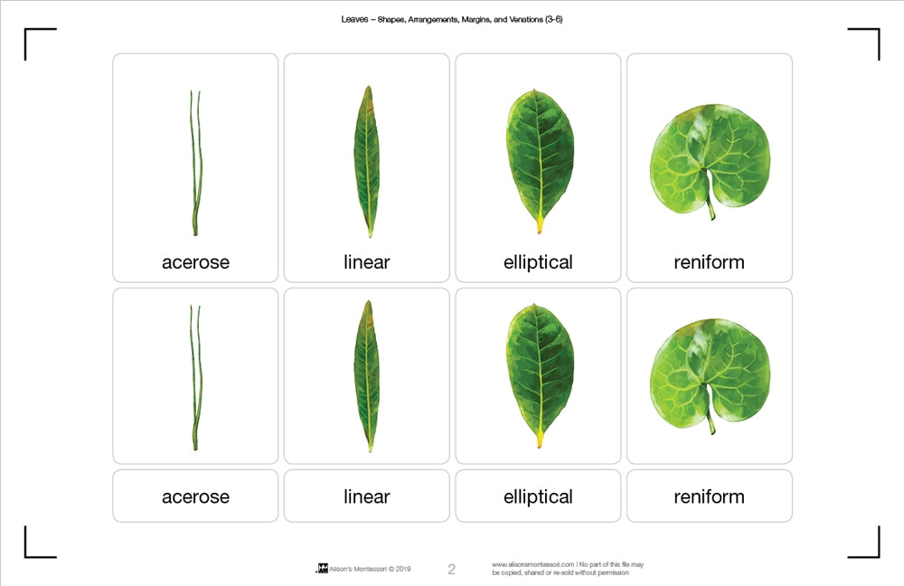 Types of Leaves Nomenclature Cards (3-6)