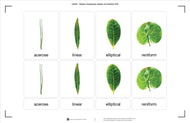 Types of Leaves Nomenclature Cards (3-6)