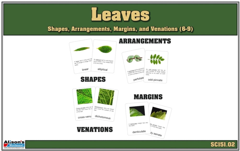 Leaves - Shapes, Arrangements, Venations, and Margins Nomenclature Cards (6-9) (Printed)