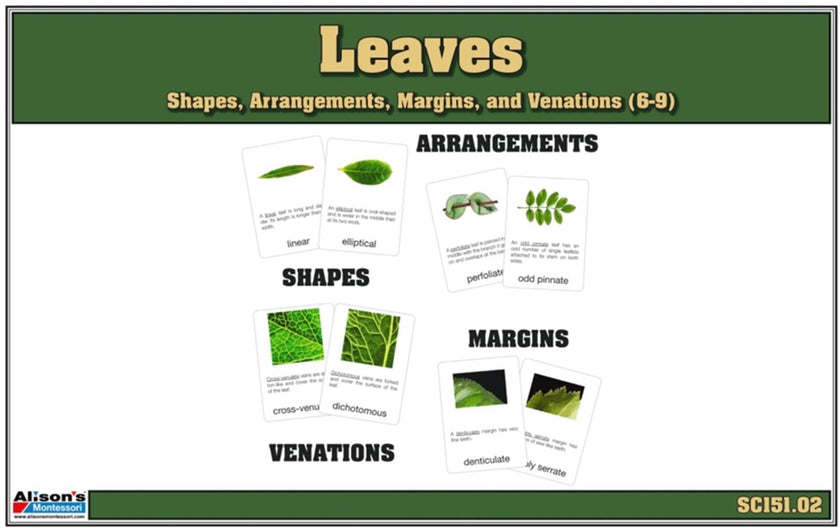 Leaves - Shapes, Arrangements, Venations, and Margins Nomenclature Cards (6-9) (Printed)