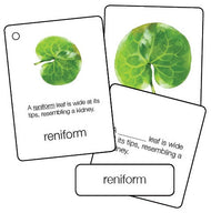Leaves - Shapes, Arrangements, Venations, and Margins Nomenclature Cards (6-9) (Printed)
