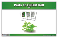 Parts of a Plant Cell Nomenclature Cards 3-6 (Printed)