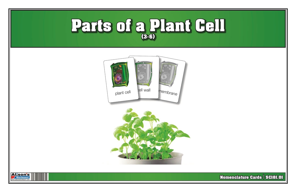 Parts of a Plant Cell Nomenclature Cards 3-6 (Printed)