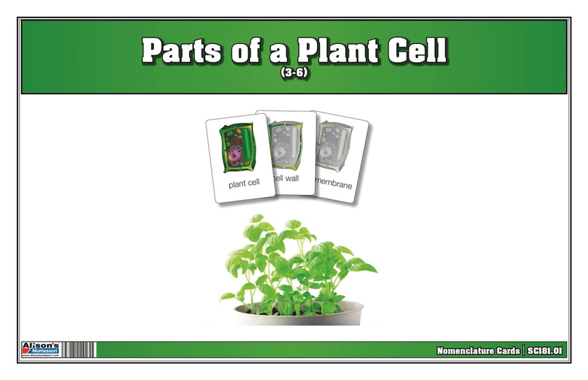 Parts of a Plant Cell Nomenclature Cards 3-6 (Printed)