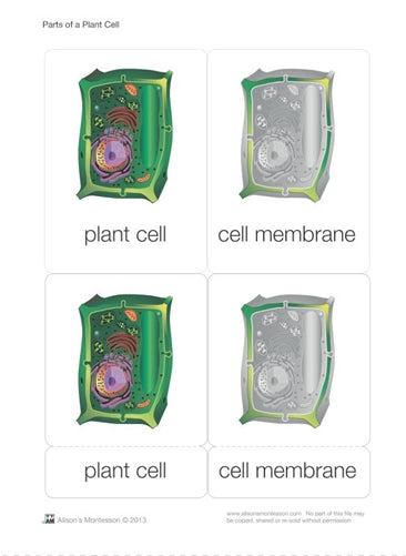 Parts of a Plant Cell Nomenclature Cards 3-6 (Printed)