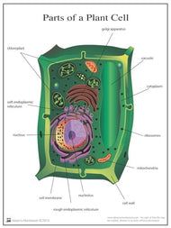 Parts of a Plant Cell Nomenclature Cards 3-6 (Printed)