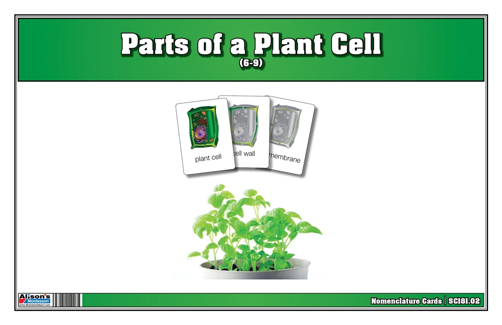 Parts of a Plant Cell Nomenclature Cards 6-9 (Printed)