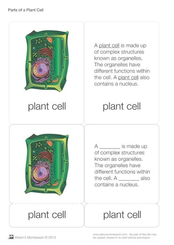 Parts of a Plant Cell Nomenclature Cards 6-9 (Printed)