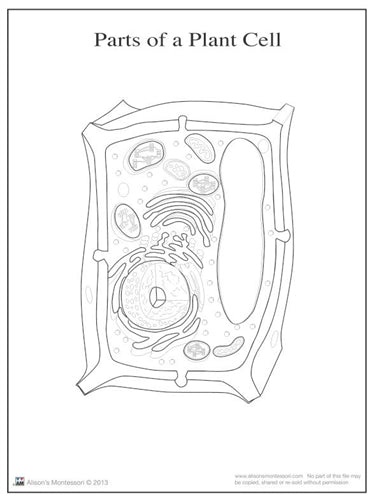 Parts of a Plant Cell Nomenclature Cards 6-9 (Printed)