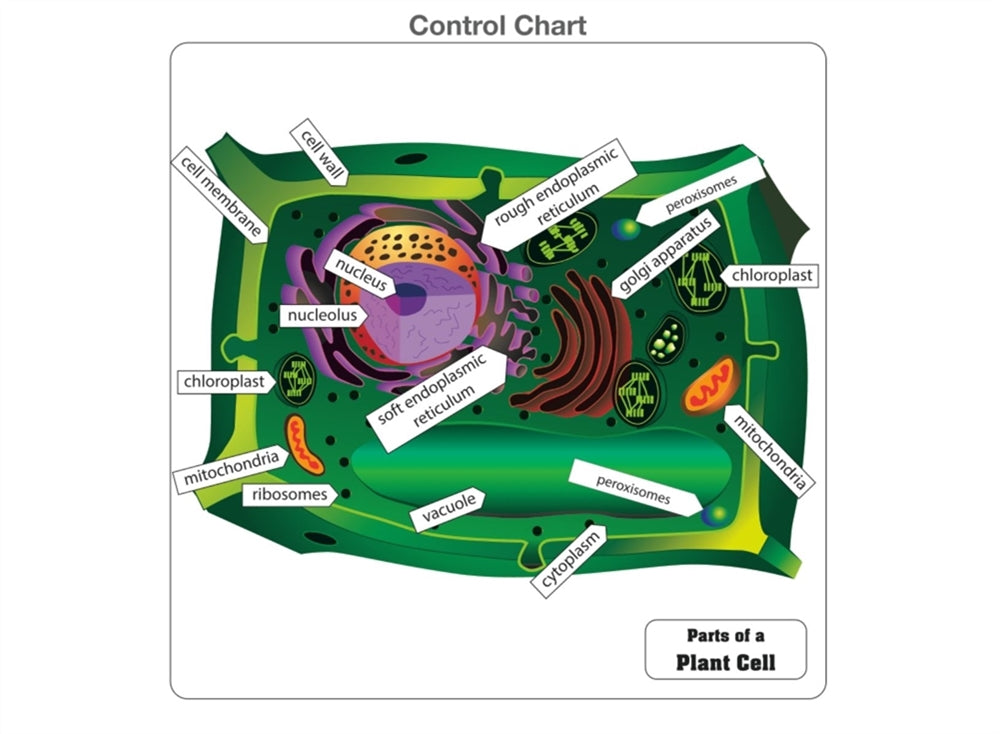 Parts of a Plant Cell Puzzle with Nomenclature Cards (6-9)