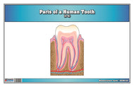 Parts of a Human Tooth 3-6 (Printed)