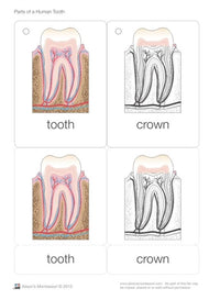 Parts of a Human Tooth 3-6 (Printed)