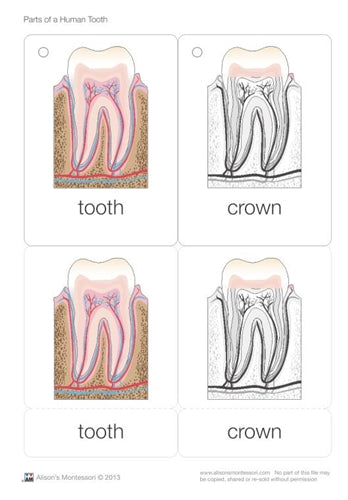 Parts of a Human Tooth 3-6 (Printed)