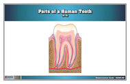 Parts of a Human Tooth 6-9 (Printed)