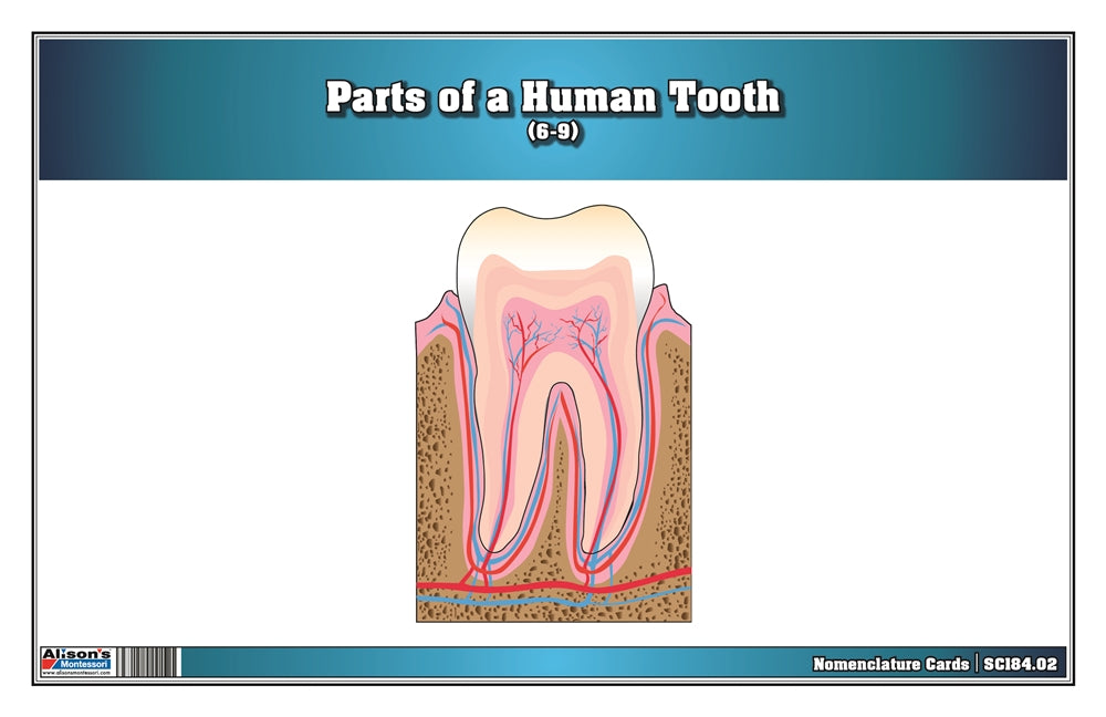 Parts of a Human Tooth 6-9 (Printed)