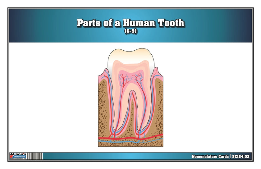 Parts of a Human Tooth 6-9 (Printed)