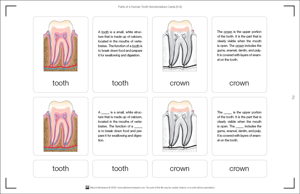 Parts of a Human Tooth 6-9 (Printed)