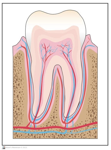 Parts of a Human Tooth 6-9 (Printed)