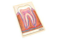Parts of a Human Tooth Puzzle with Nomenclature Cards (6-9)
