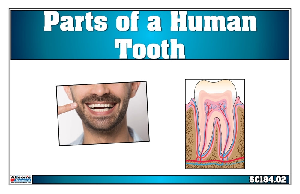 Parts of a Human Tooth Puzzle with Nomenclature Cards (6-9)