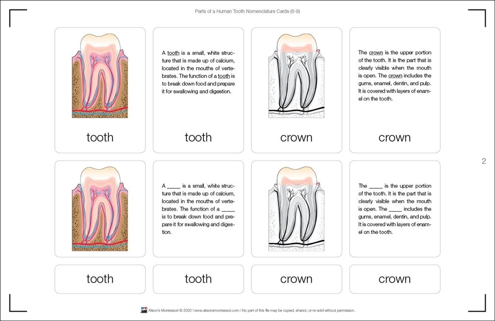 Parts of a Human Tooth Puzzle with Nomenclature Cards (6-9)