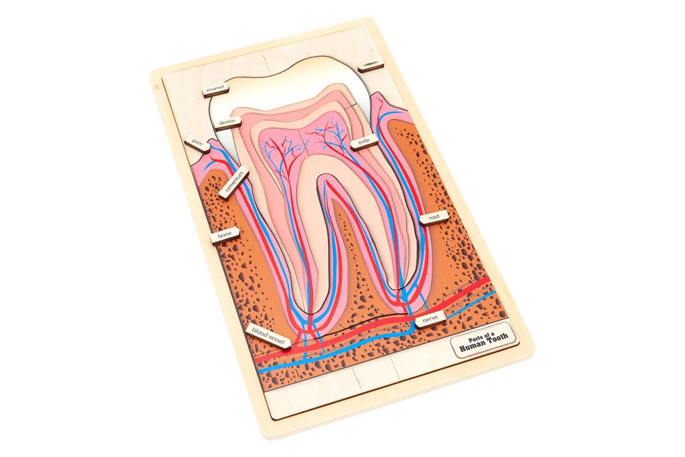 Parts of a Human Tooth Puzzle
