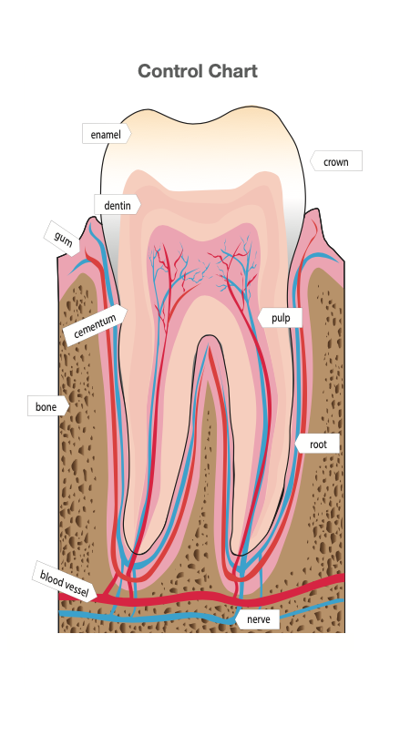 Parts of a Human Tooth Puzzle