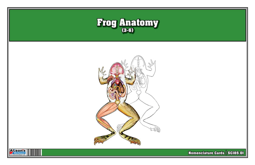 Frog Anatomy (3-6) (Printed)