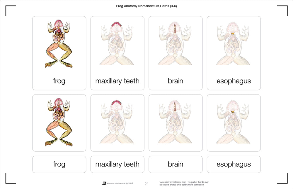 Frog Anatomy (3-6) (Printed)