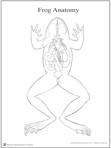 Frog Anatomy (3-6) (Printed)