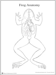 Frog Anatomy (3-6) (Printed)