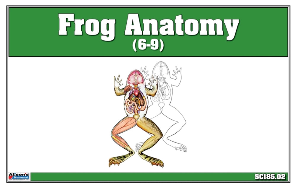 Frog Anatomy (Printed)