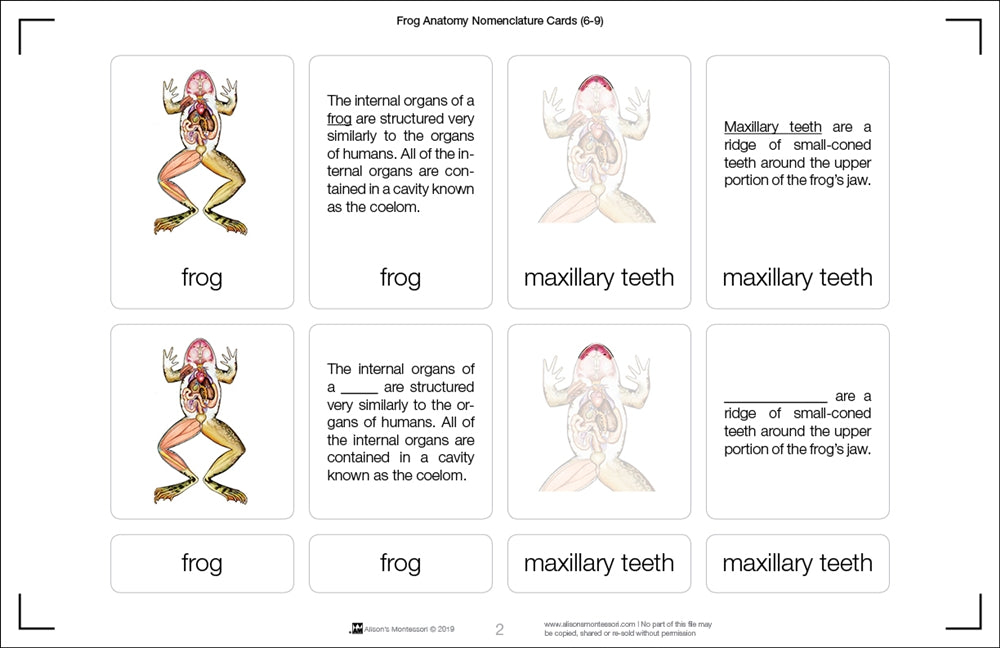 Frog Anatomy (Printed)