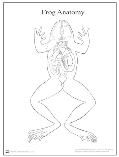 Frog Anatomy (Printed)